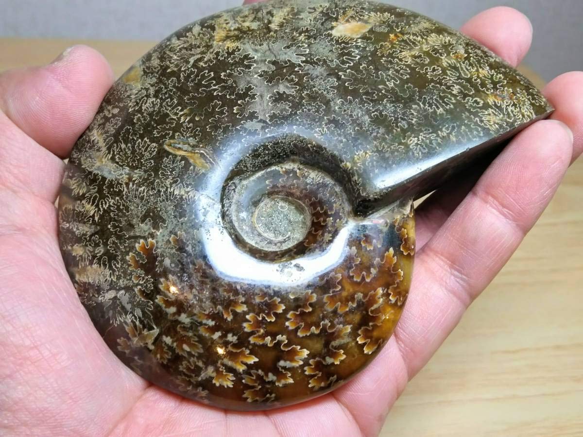 Amazon.co.jp: 【縫合線384g】アンモナイト化石オパールアンモライト