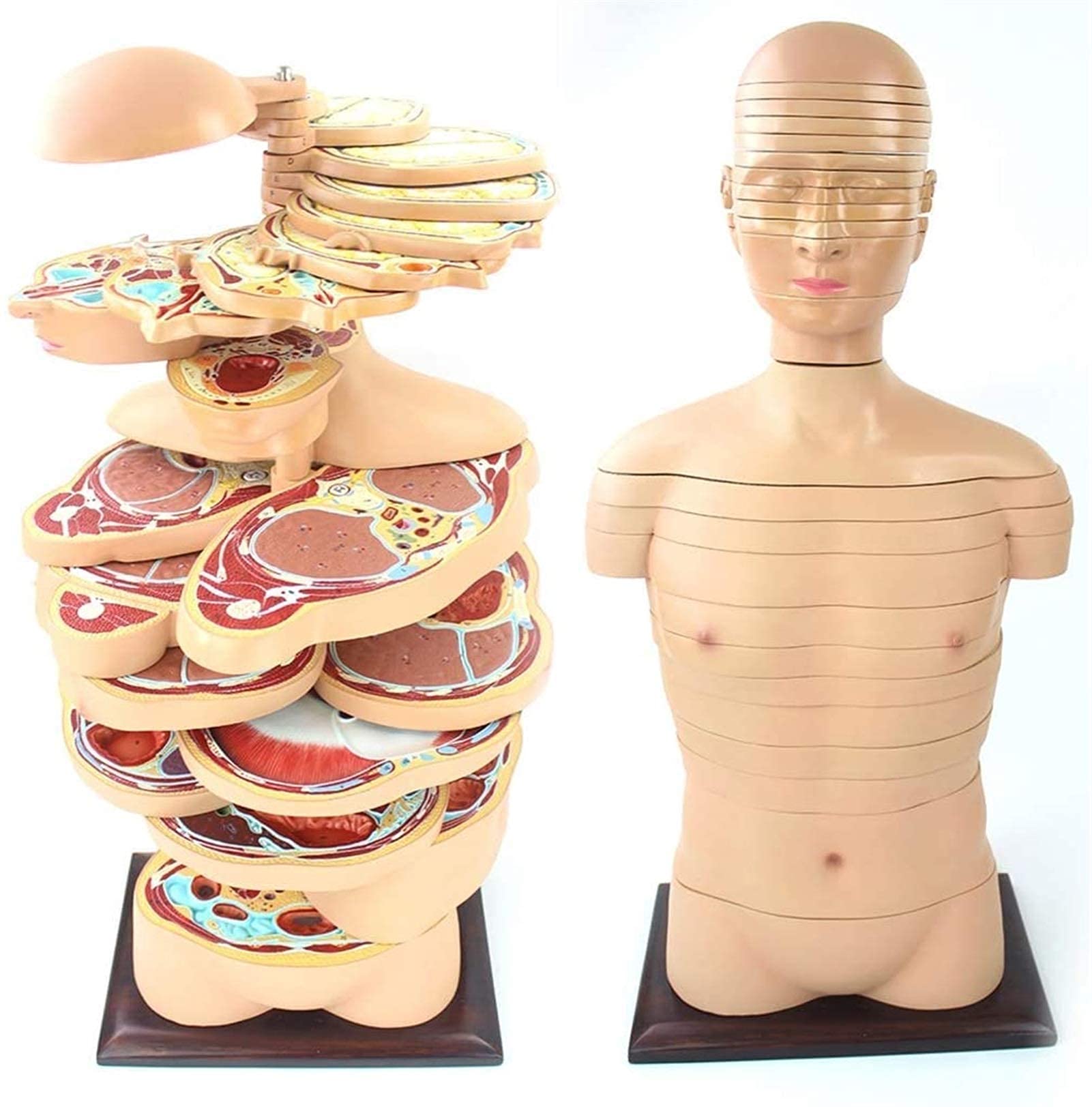 Amazon.co.jp: 22 パーツ水平カット横断層モデル - 人体胴体解剖モデル
