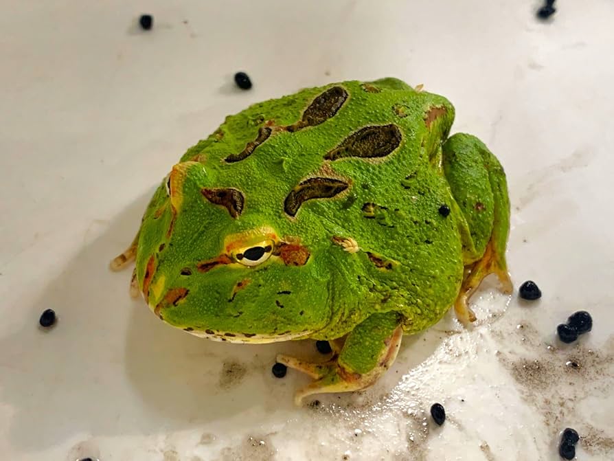 Amazon | 【生体】クランウェルツノガエル グリーン Mサイズ（カエル