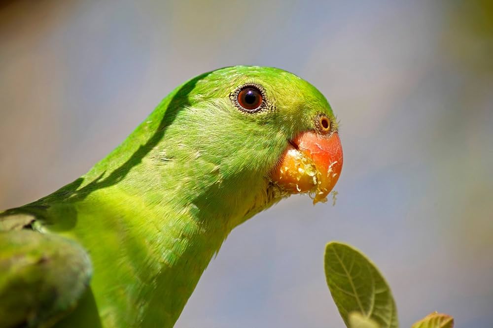 Amazon.co.jp: Tamron AF70-300mm F/4-5.6 Di LD Macro Nikon SLR