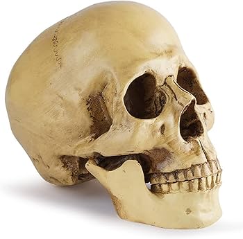 Amazon | 頭骸骨 ドクロ ガイコツ 1：1 実物大 模型 置物 レプリカ