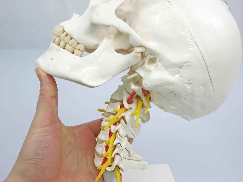 Amazon.co.jp: 頭蓋骨模型，可動型の頚椎付き - 頭蓋，頚椎付，4分解