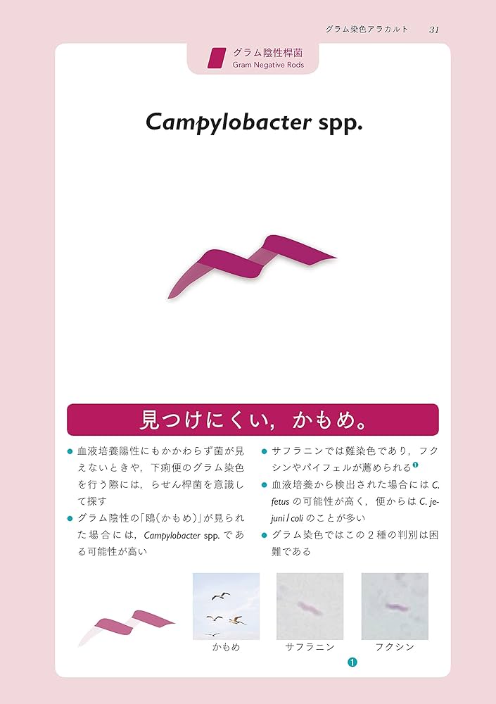 Amazon.com: レジデントのための感染症診療マニュアル 第4版