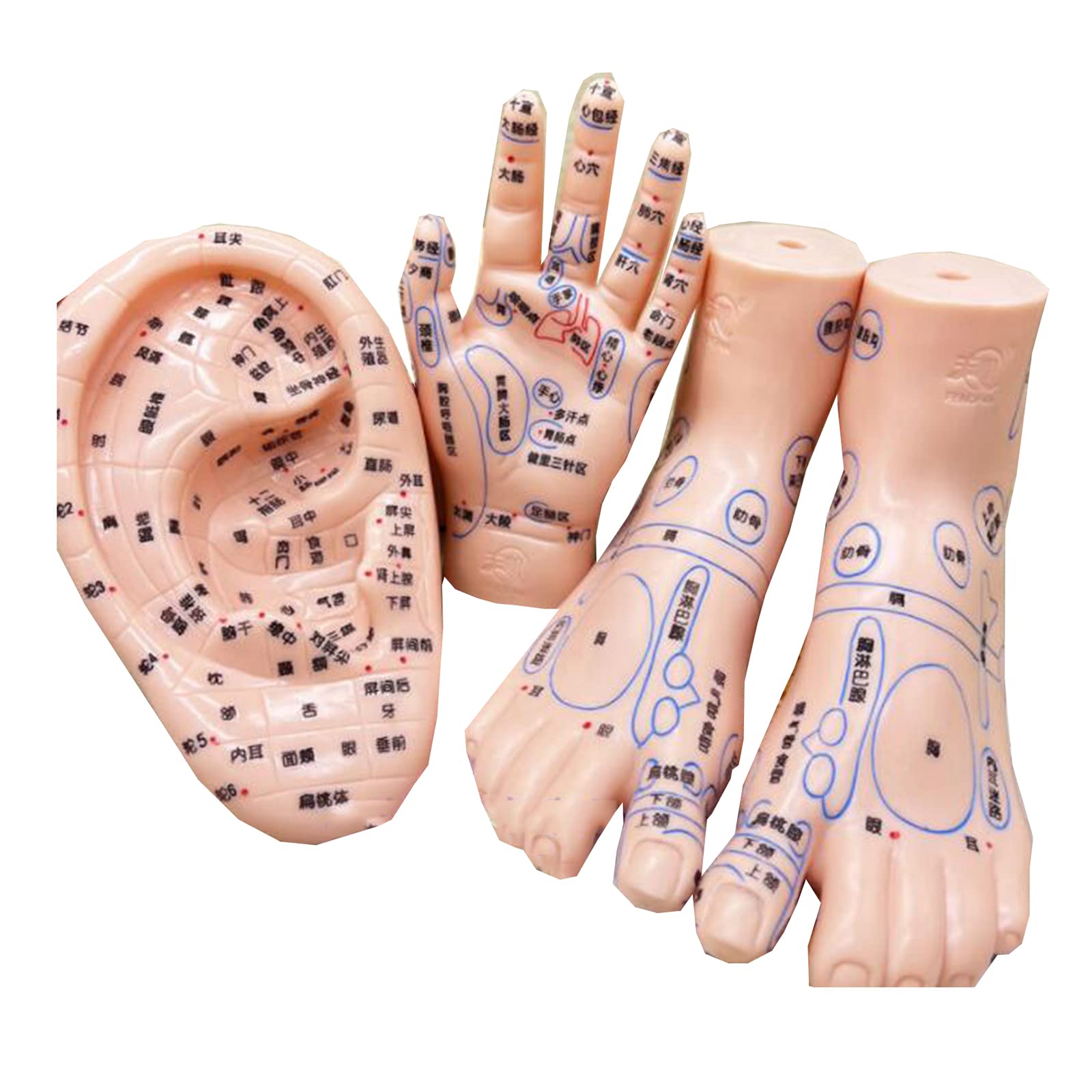 Amazon.co.jp: 耳と手と足の経穴モデル、中国医学の経穴モデル鍼耳