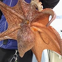 Amazon | アルファタックル 海人 明石タコ 170 大 | alphatackle | 船竿