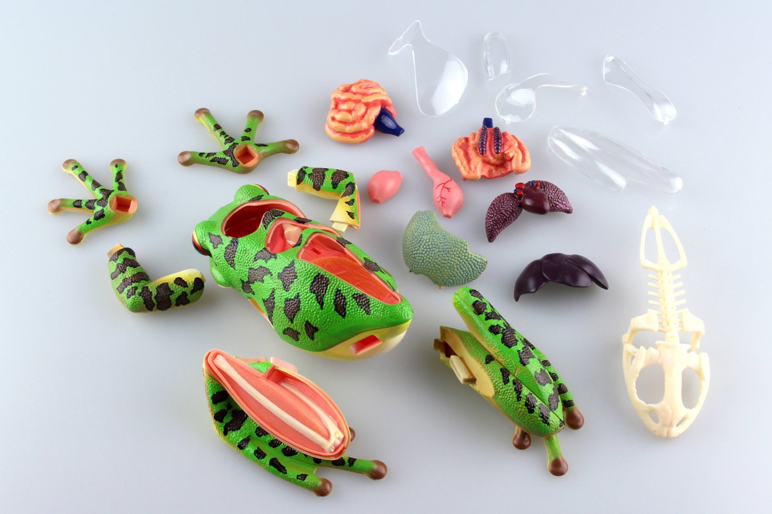 Amazon.co.jp: スカイネット 立体パズル 4D VISION 動物解剖 No.05