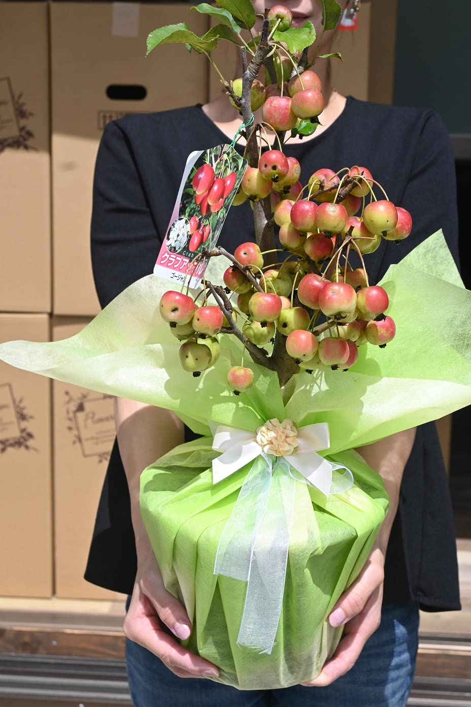 Amazon｜鉢植え林檎 6号サイズ 1鉢 姫林檎 姫りんごの鉢植え果樹｜観葉