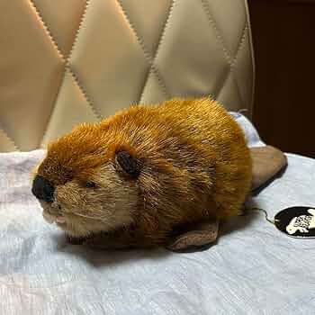 71RfrA2n84L._AC_UF350,