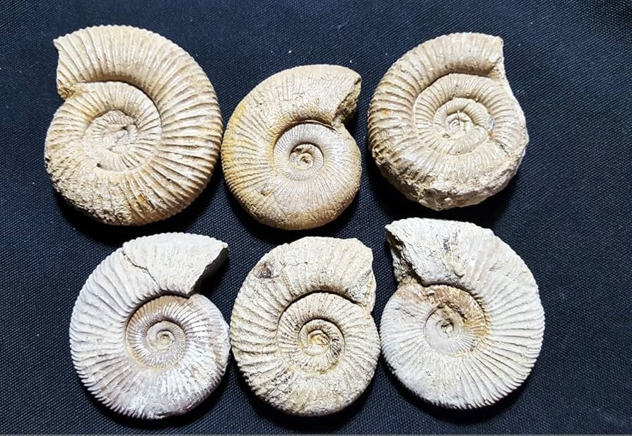 Amazon | SCIENCE 化石標本「アンモナイト ペリスフィンクテス