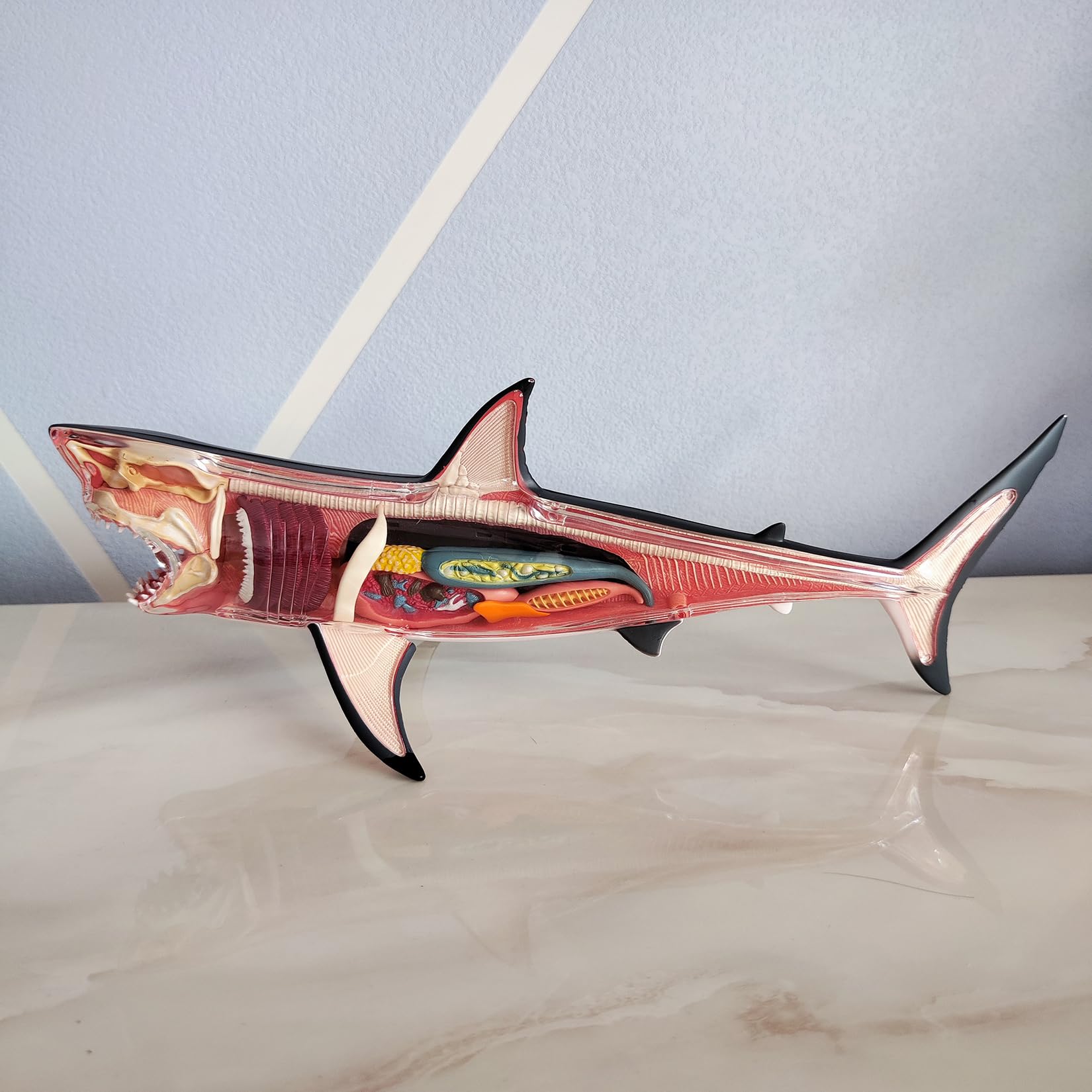 Amazon | BACALYSO | 4D VISION サメ リアル フィギュア 立体パズル