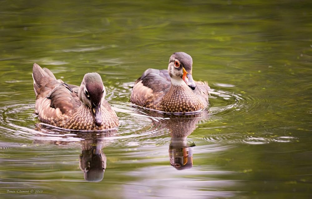Amazon.co.jp: シグマ(Sigma) レンズ 150-600mm F5-6.3 DG OS HSM