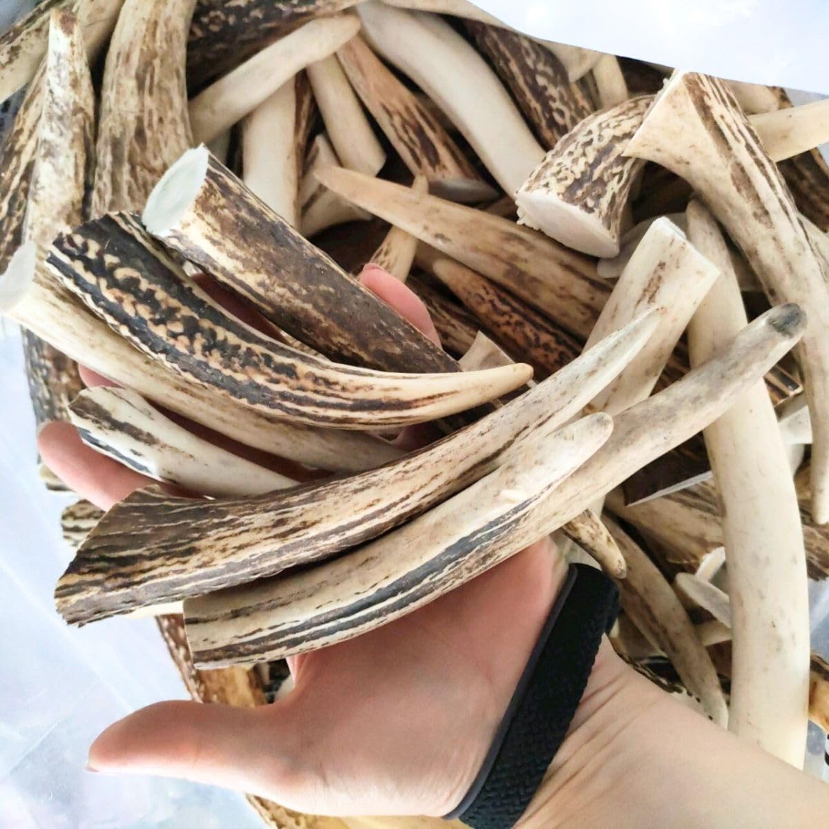 エゾ鹿角】 端材MIX 19.5㎏