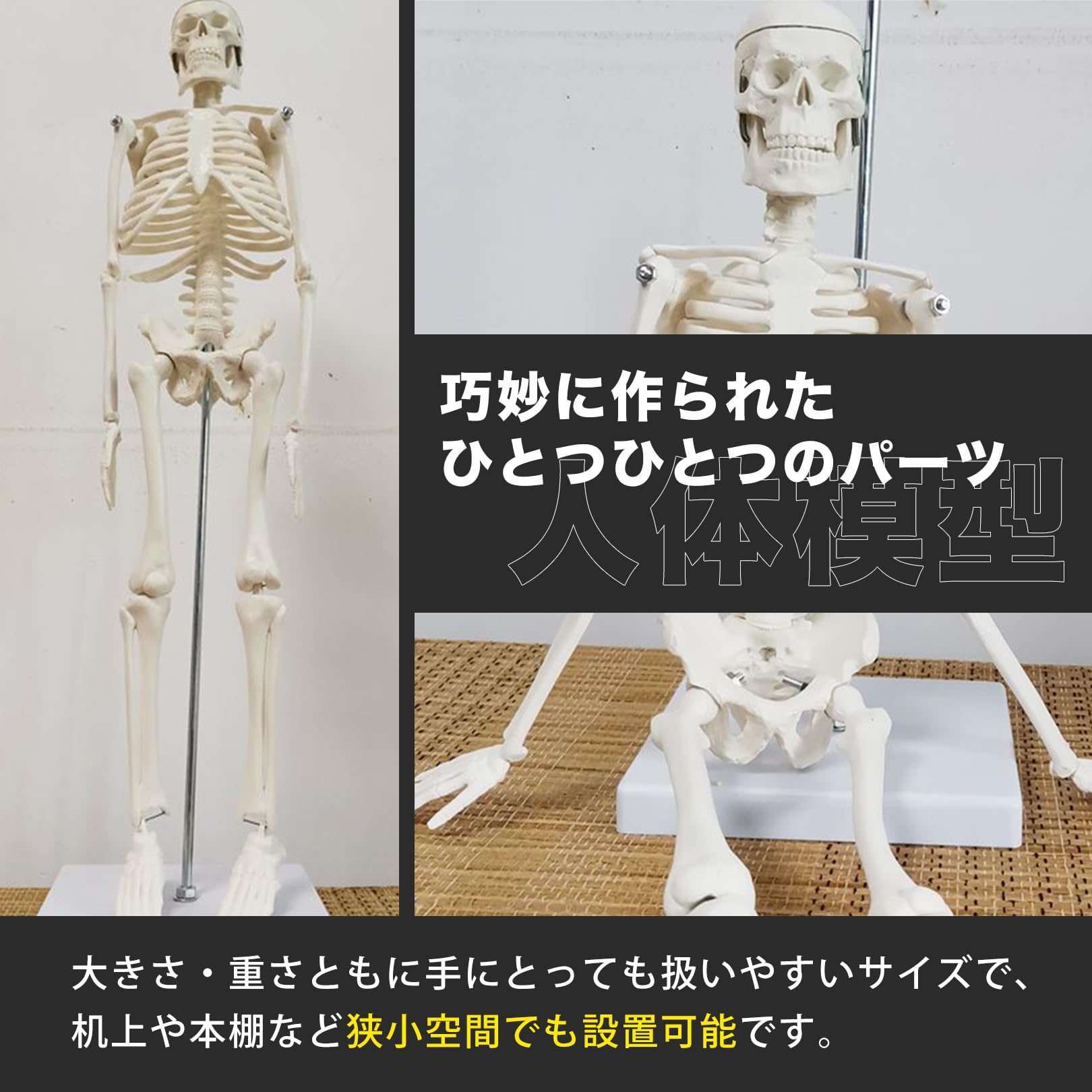 Amazon.co.jp: sac taske 人体模型 骨格標本 全身 直立型 関節可動