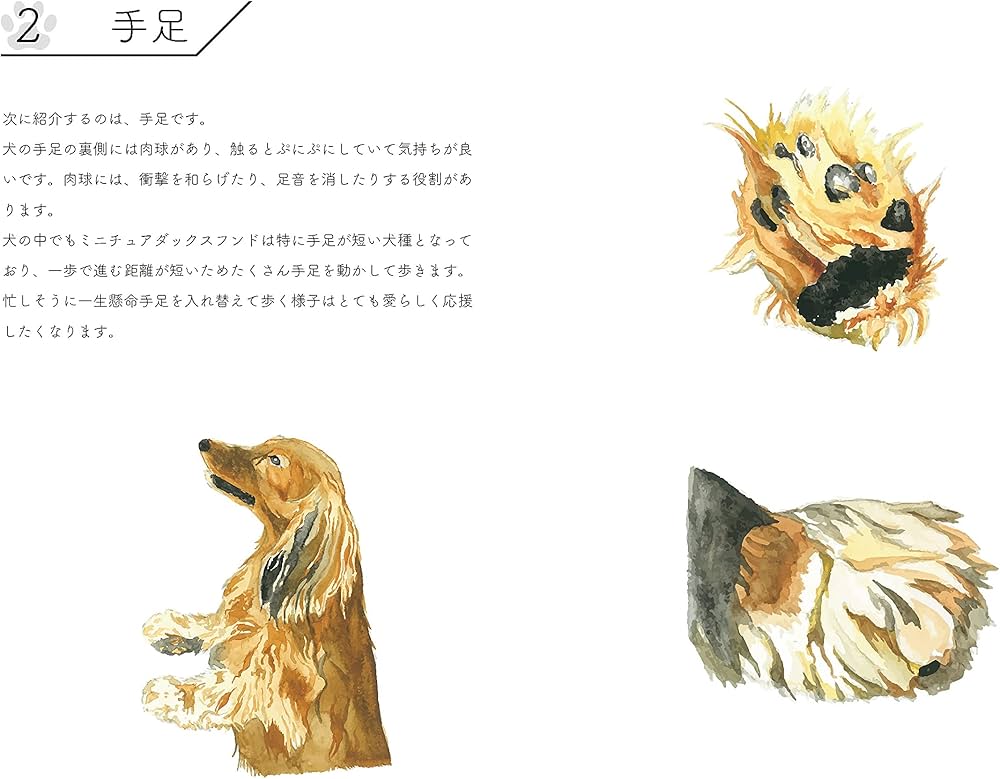 Amazon.co.jp: ミニチュアダックスフンド図鑑 : design ito: 本