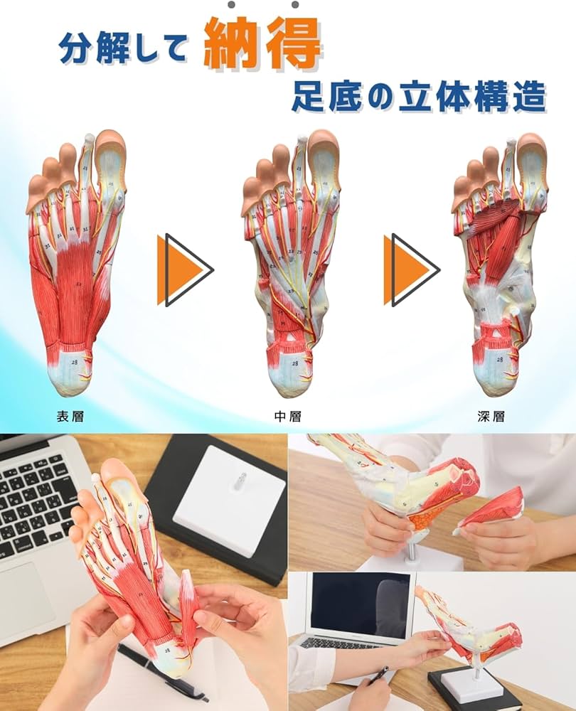 Amazon.co.jp: KIYOMARU 足部解剖模型 10パーツ 等身大 軟部組織付き