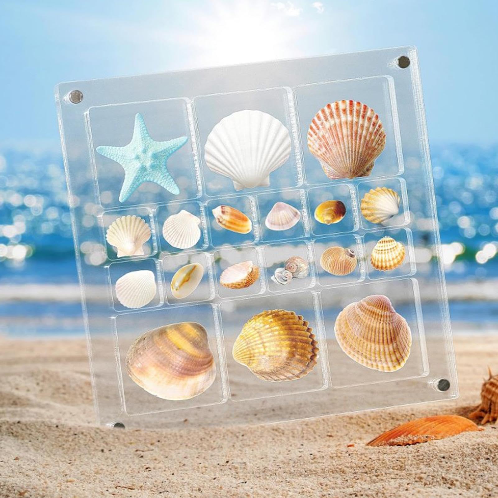 Amazon｜アクリル貝殻ディスプレイ ボックス - 透明な貝殻ディスプレイ