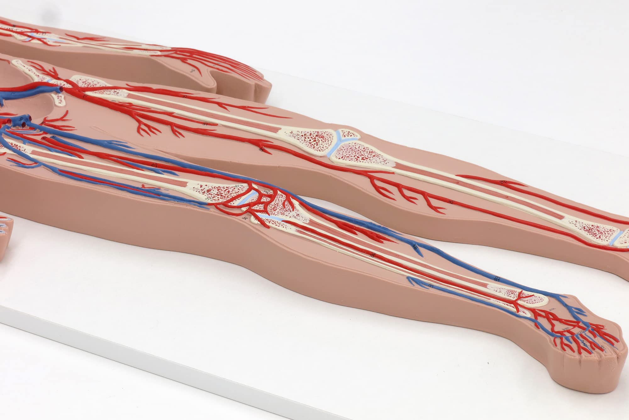 Amazon.co.jp: 全身の動脈・静脈の走行が一目で分かる模型です，血管系