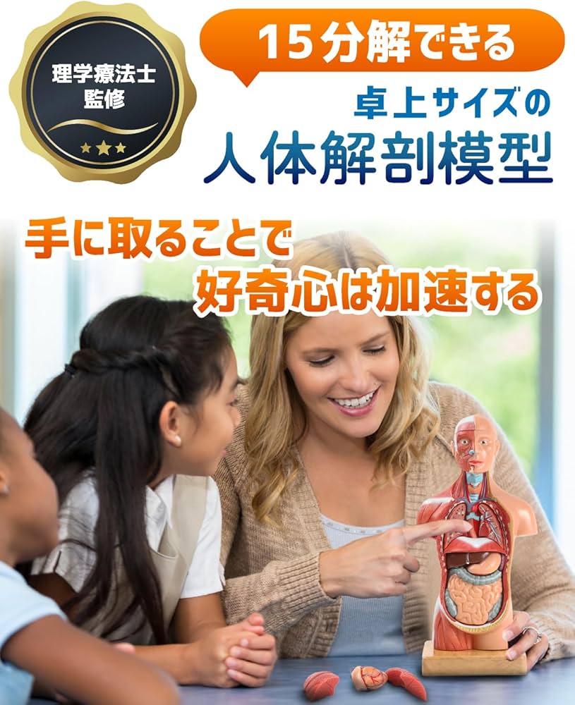 Amazon.co.jp: KIYOMARU 27cm解剖人体模型 ソフトな質感で15分解 理学