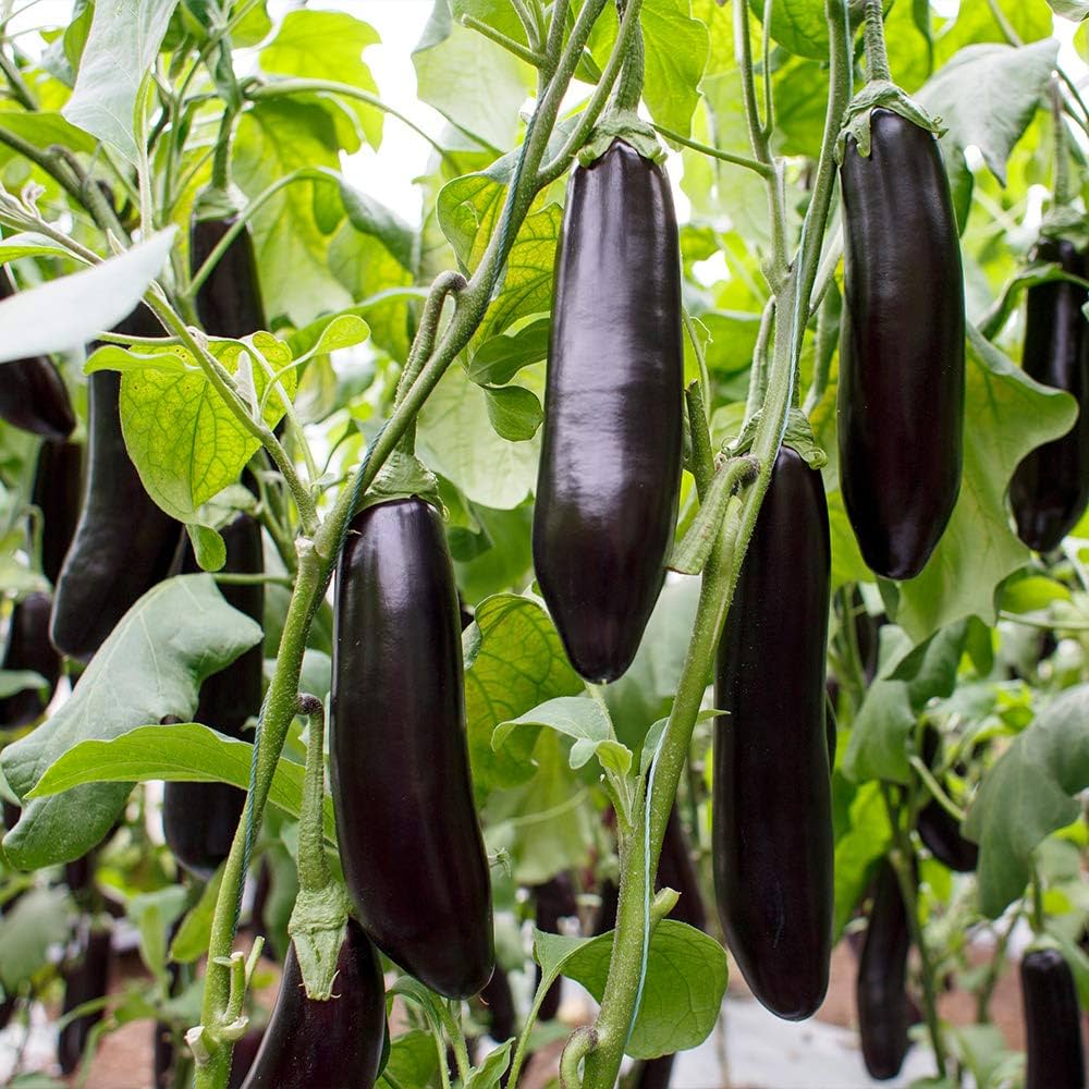 Amazon.co.jp: ナス苗 夏植えすずなりトロトロなすの苗(長ナスタイプ