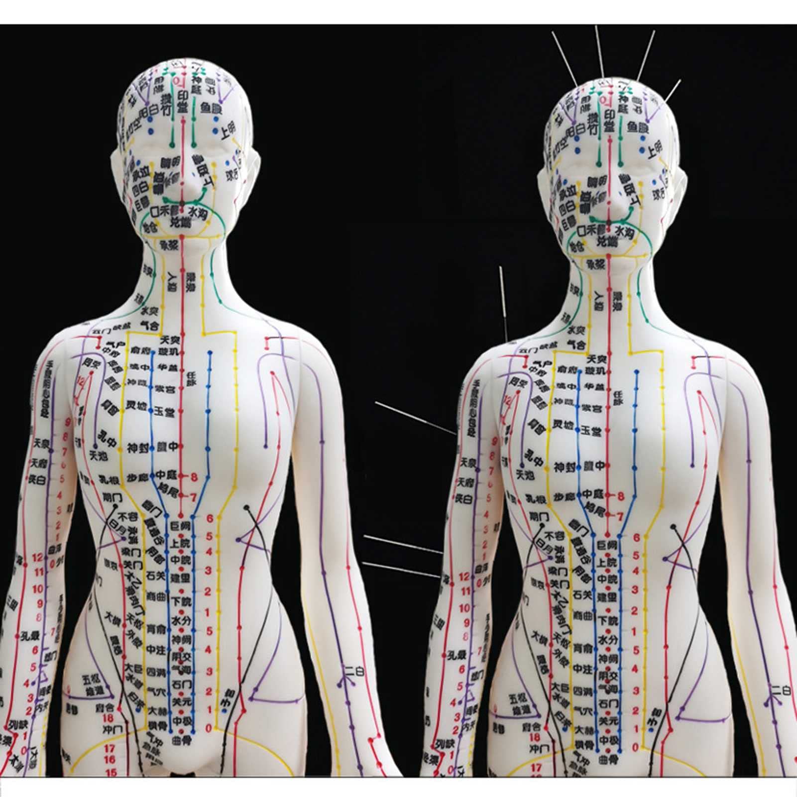 Amazon | 鍼灸モデル、人体の鍼灸モデル52cmクリア経絡ツボモデル男性