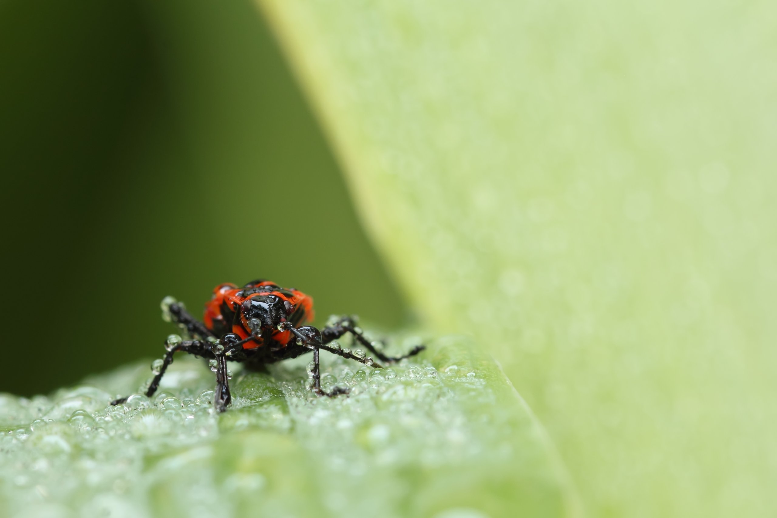 Amazon.co.jp: TAMRON 単焦点マクロレンズ SP 90mm F2.8 Di MACRO 1:1