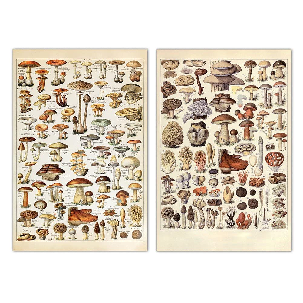 Amazon.co.jp: LAVALINK ヴィンテージ きのこ ポスター 2枚セット (30