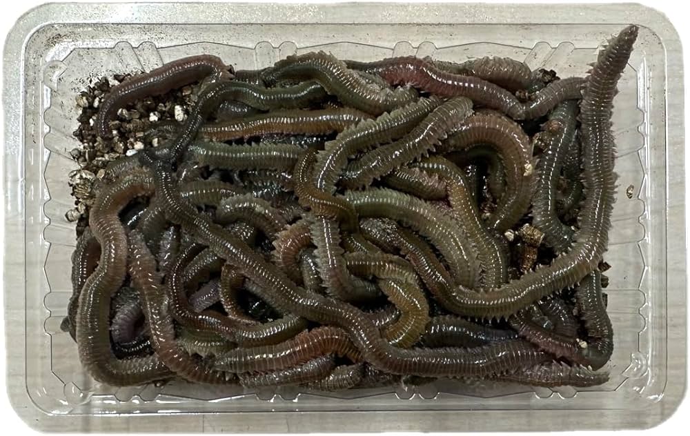 Amazon.co.jp: 横溝商会 青イソメ 50g パック (太) : 車＆バイク