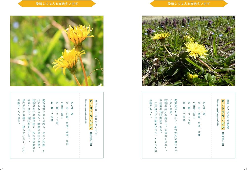 たんぽぽの秘密 | 森乃おと, ささきみえこ |本 | 通販 | Amazon