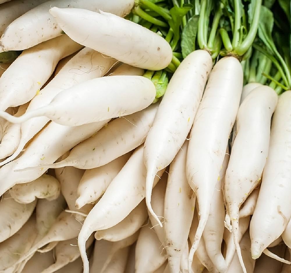 Amazon.com : Japanese Daikon Radish Seeds for Planting - 100