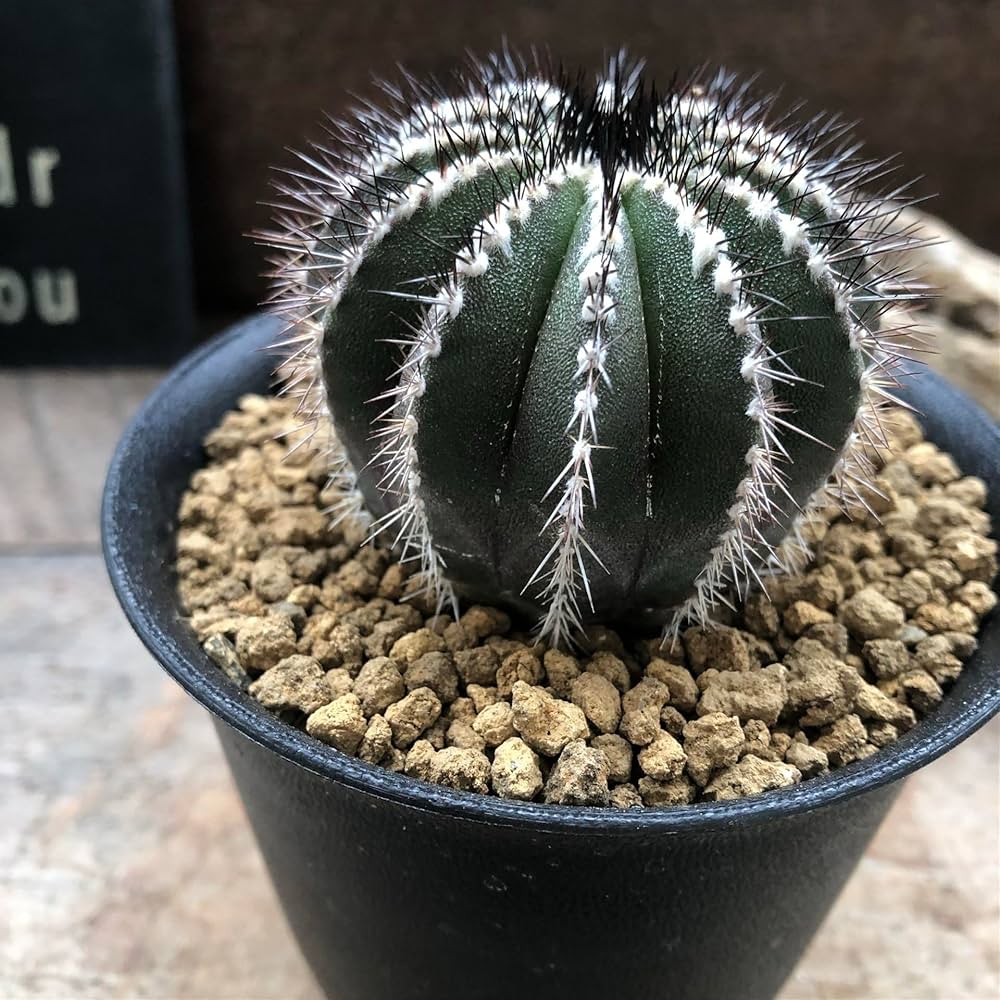 Amazon｜ユーベルマニア・ペクチニフェラ サボテン インテリア｜観葉