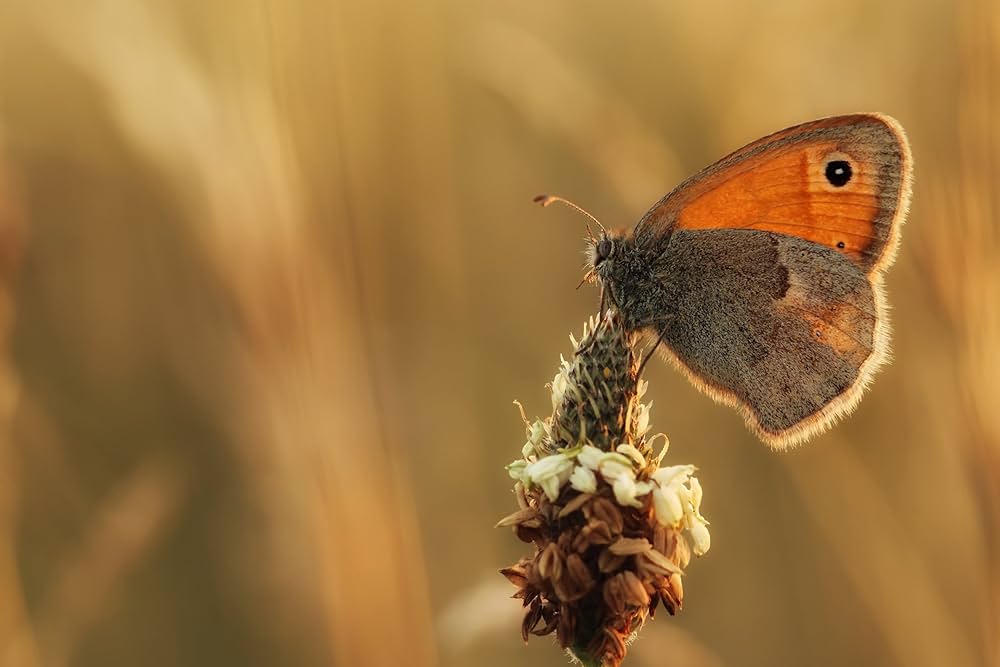 Amazon.co.jp: TAMRON 単焦点マクロレンズ SP 90mm F2.8 Di MACRO 1:1