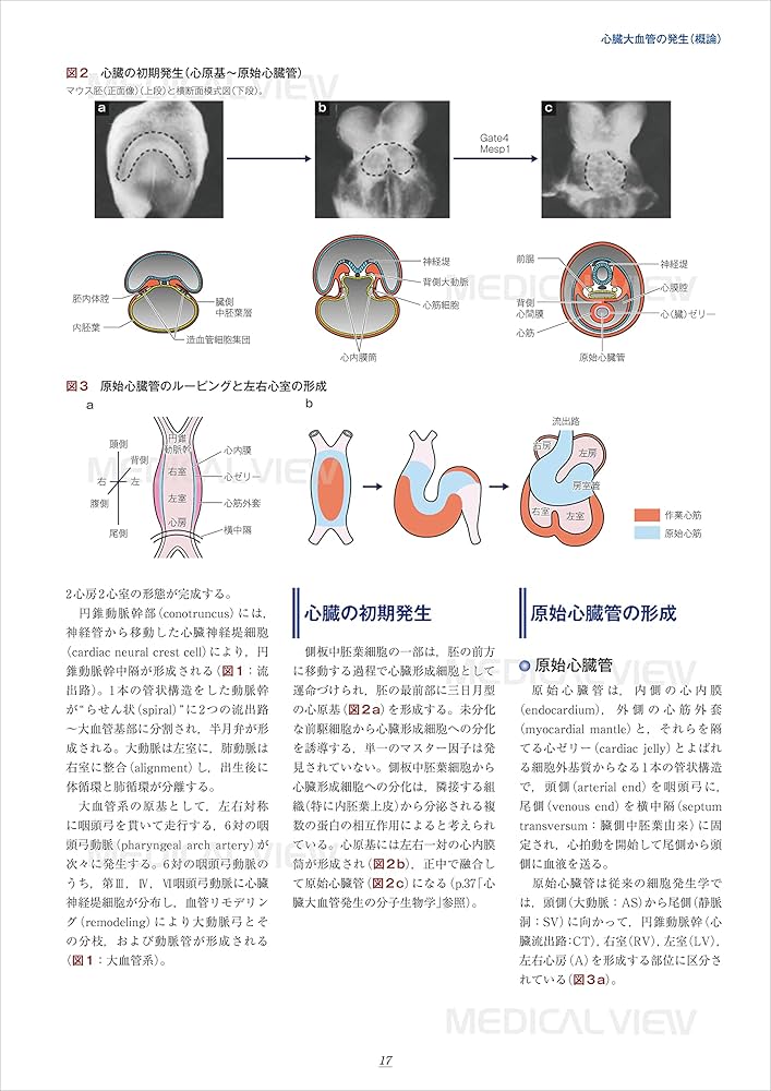 新 先天性心疾患を理解するための臨床心臓発生学 | 山岸 敬幸, 白石 公