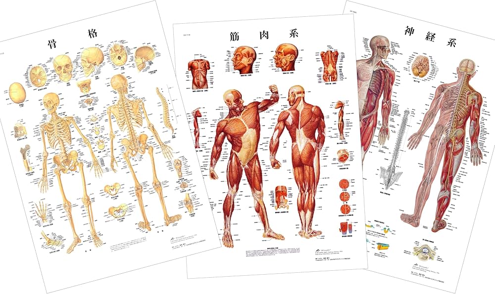 Amazon.co.jp: 全身の骨格・筋肉・神経を確認できます，人体解剖