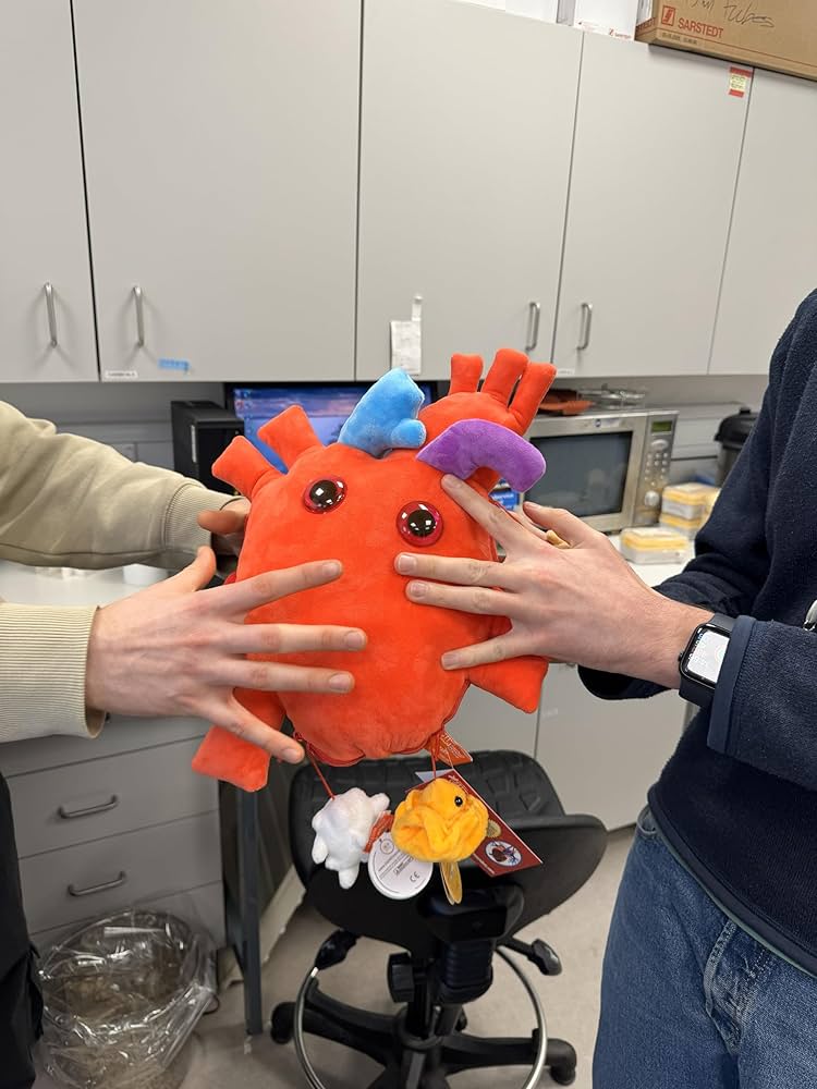 Amazon.co.jp: GIANTmicrobes - ハート (心臓のハート) XLサイズ ミニ