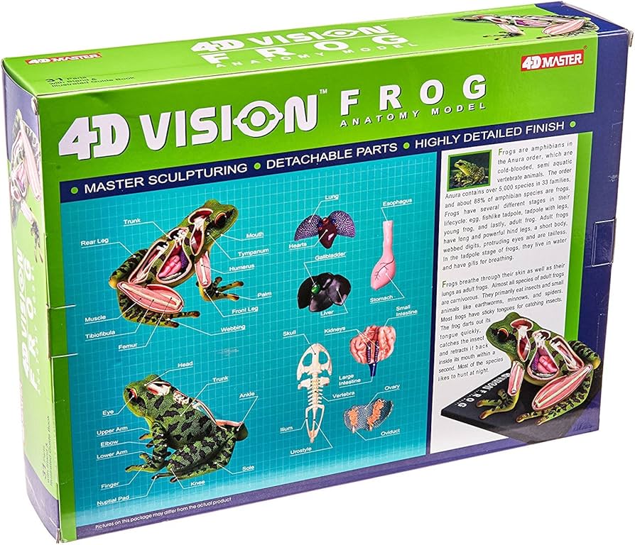 Amazon | 立体パズル 4D VISION 動物解剖 カエル解剖モデル [並行輸入