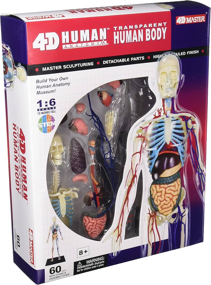 Amazon | 青島文化教材社 スカイネット 立体パズル 4D VISION 人体解剖