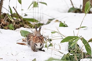 Amazon.co.jp: Nikon 望遠ズームレンズ NIKKOR Z 180-600mm f/5.6-6.3