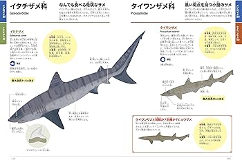 くらべてわかるサメ (くらべてわかる図鑑) | アクアワールド茨城県大洗