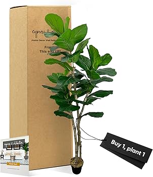 Amazon.com: Cypress & Alabaster Handmade 7ft Oversized Fiddle Leaf