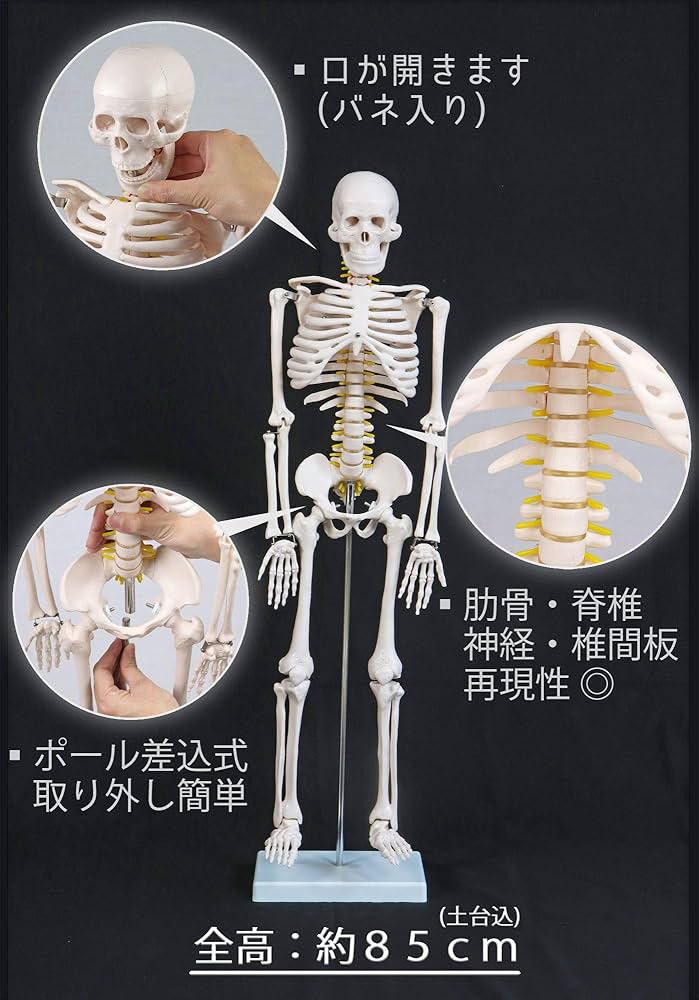 Amazon.co.jp: 全身 人体 1/2 骨格模型 高さ85cm XINCHENG SCIENTIFIC