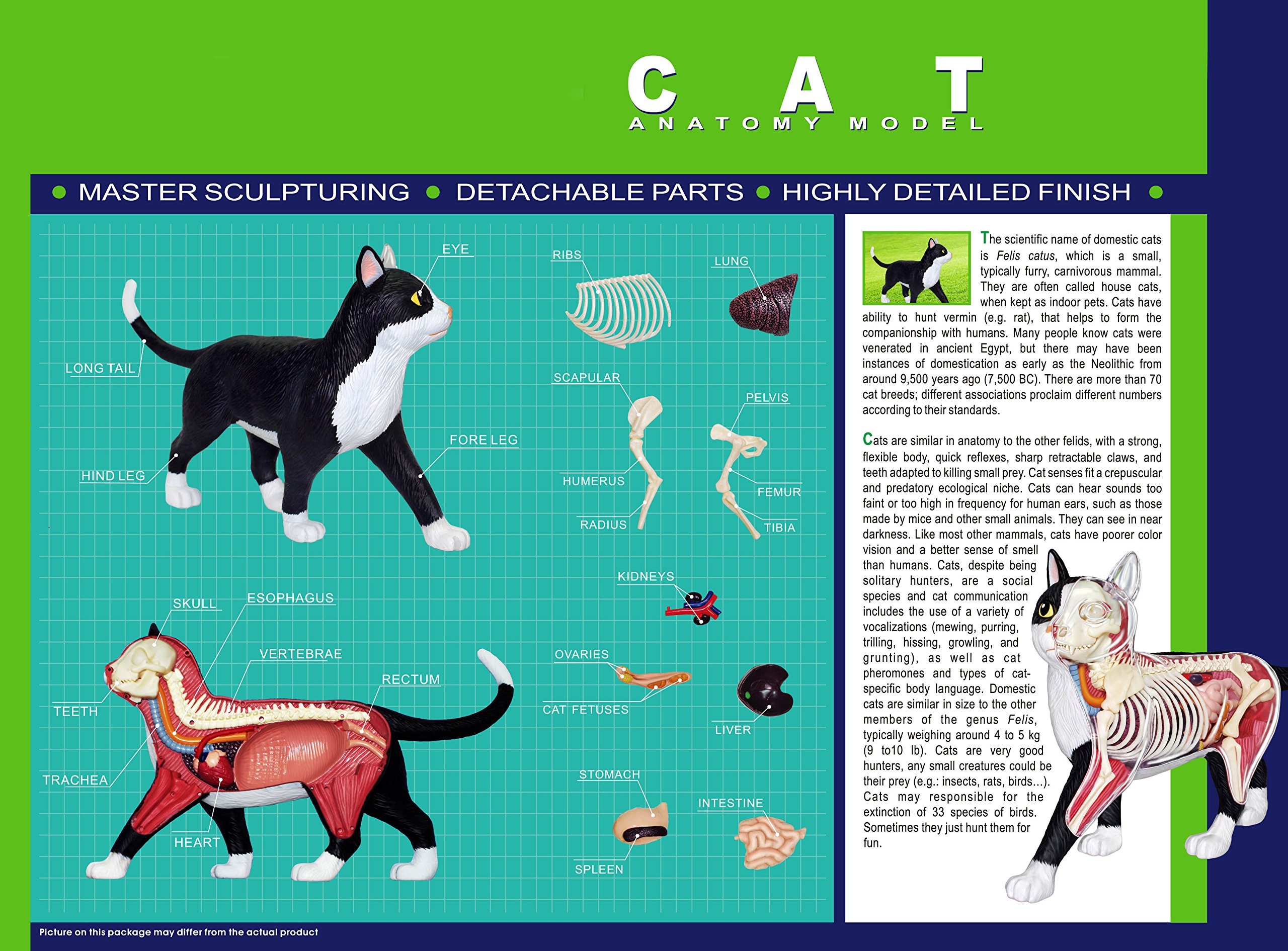 Amazon.co.jp: 青島文化教材社 スカイネット 立体パズル 4D VISION