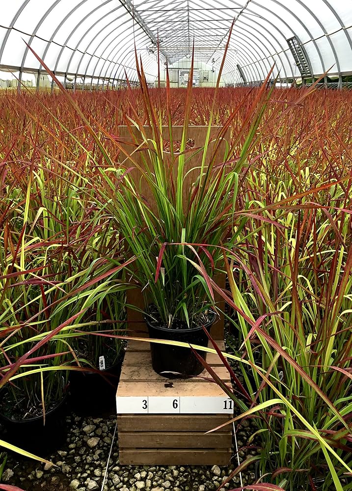 Amazon.com : Japanese Blood Grass Red Baron in 1 Gallon pot (Red