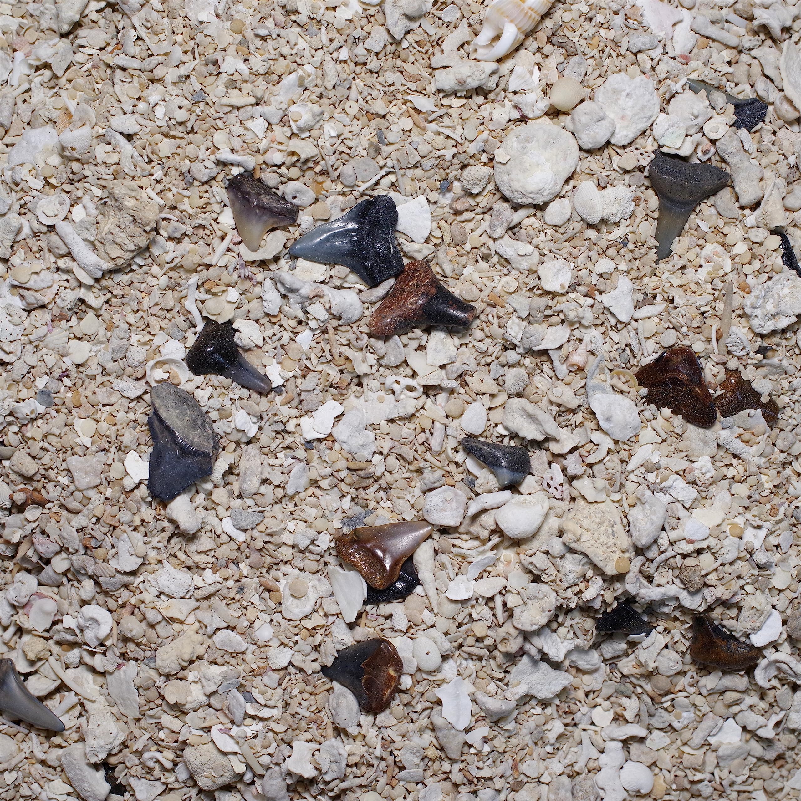 Amazon | [N2 stone Natural] 中新世のサメの歯の化石が含まれた砂