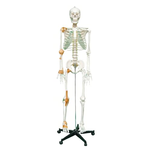 人体模型 骨格」の人気商品一覧 | 安い商品を通販サイトから探す