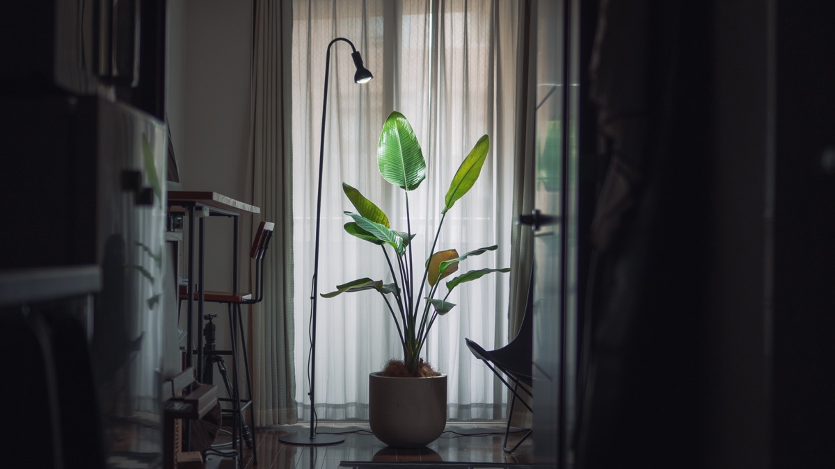 名作】植物育成LEDライトスタンド｜BARRELのフレキシブルアームライト