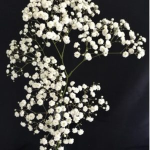 Gypsophila
