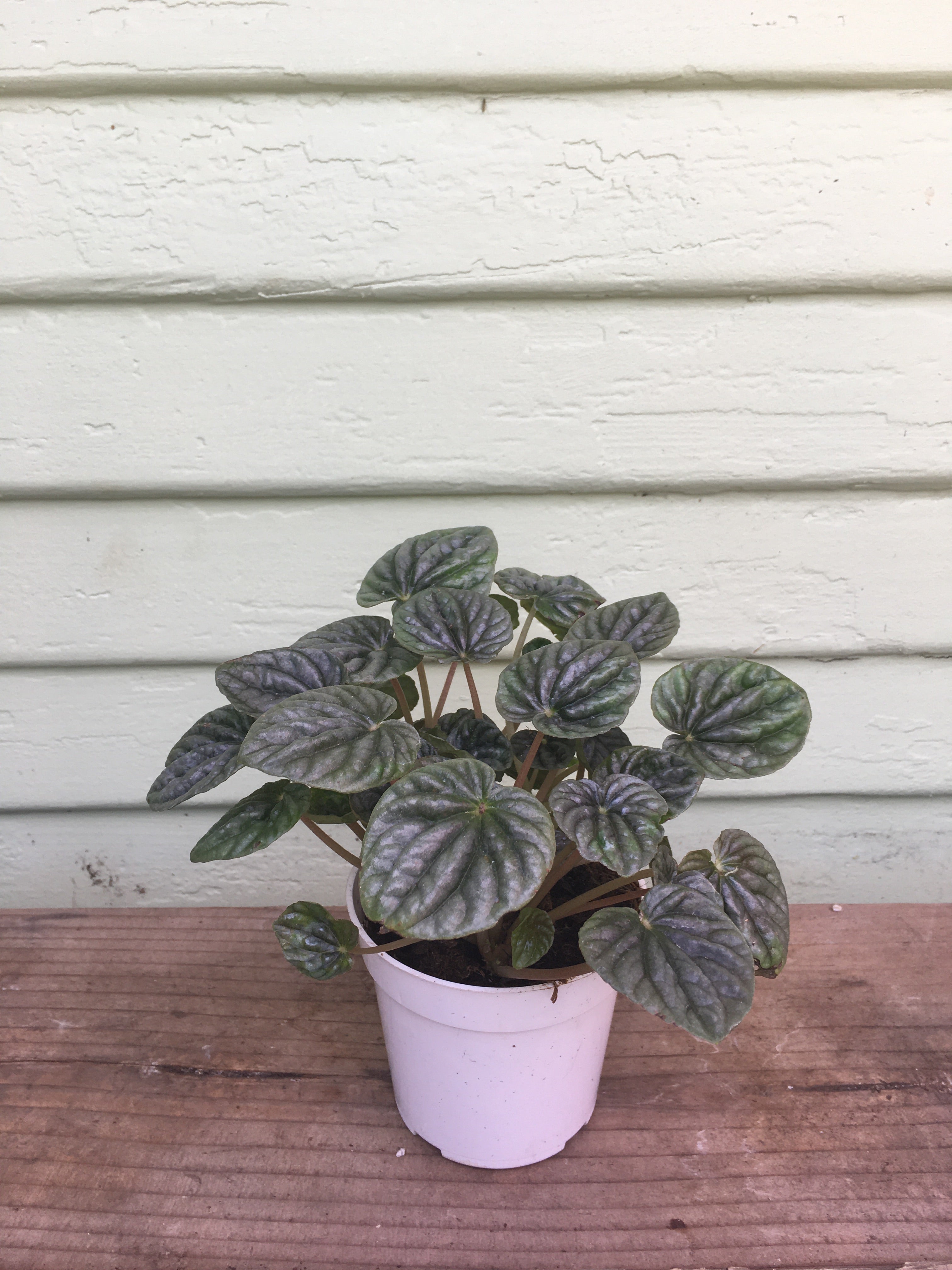 Peperomia Caperata 'Gray Ripple' | Mickey Hargitay Plants