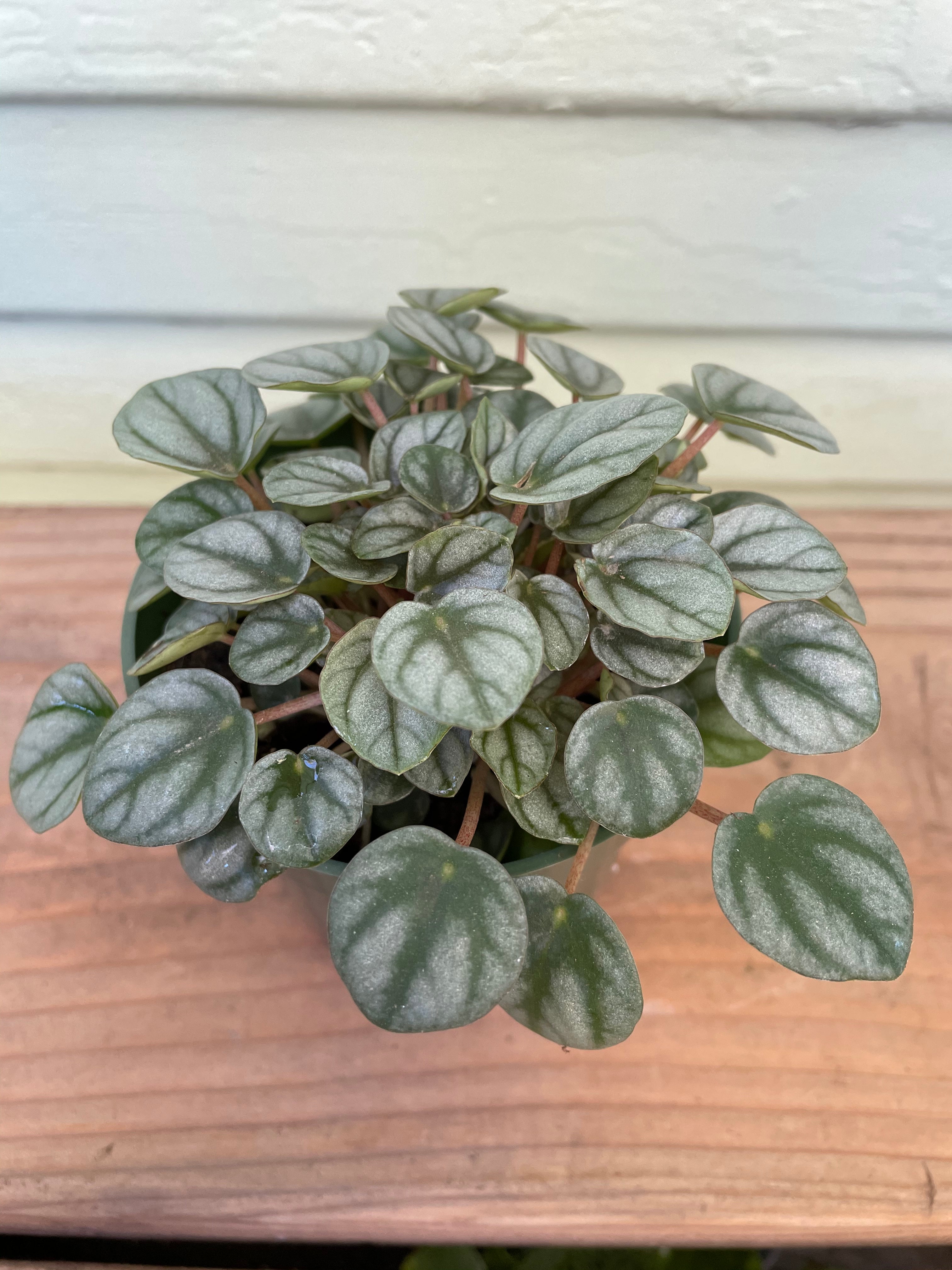 Peperomia Mini Frost | Mickey Hargitay Plants
