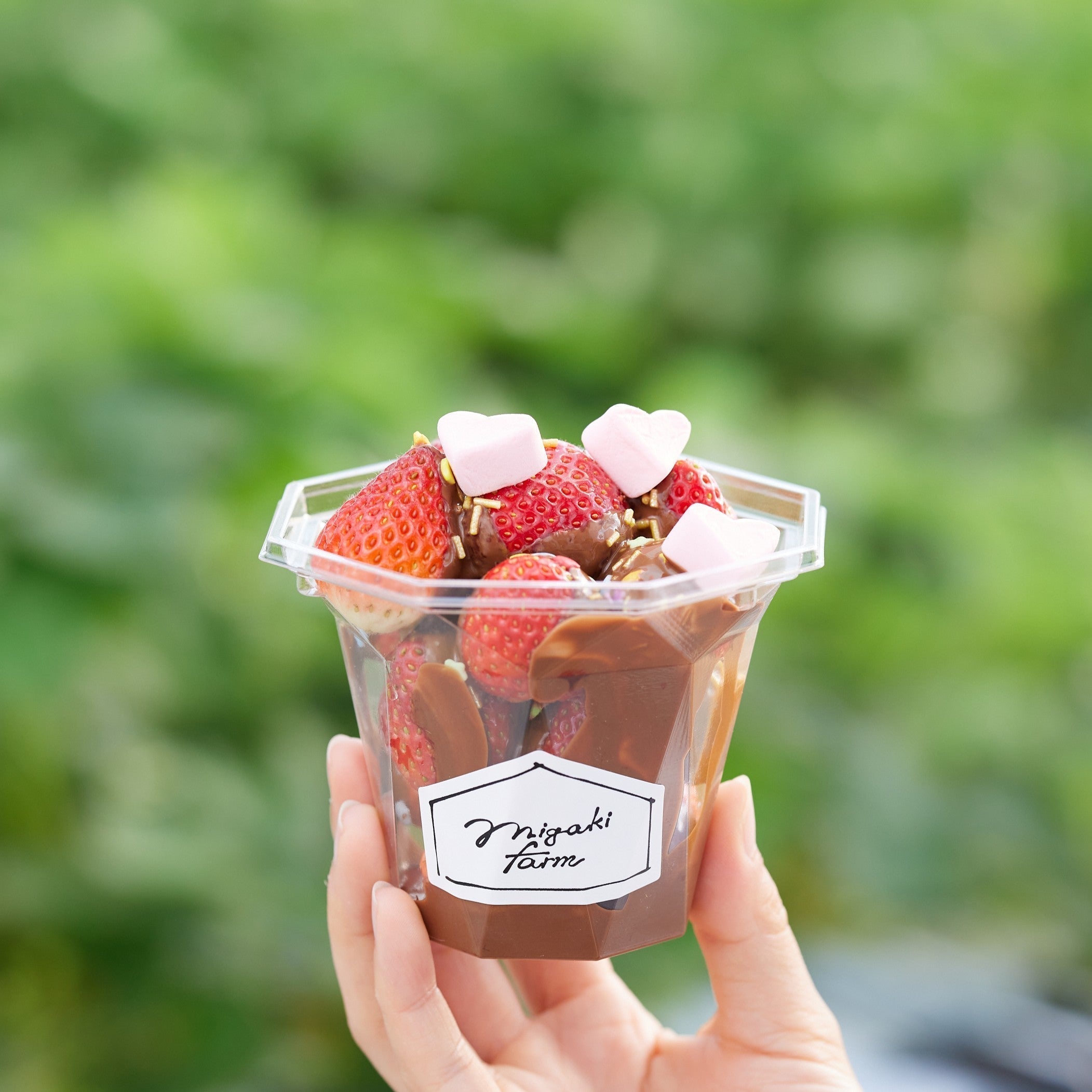 クーポン配信中】いちご狩り1月2日スタート！人気のプレミアムプランが再