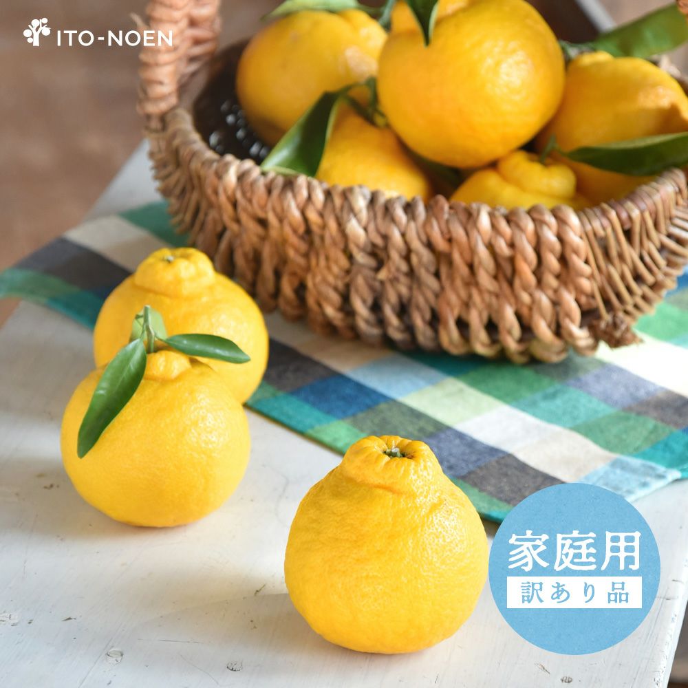 三宝柑【家庭用(訳あり)】 10kg | 有田みかん・和歌山県産柑橘の青果